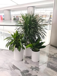 走进北仑绿化修剪设计，感受绿色匠心独运